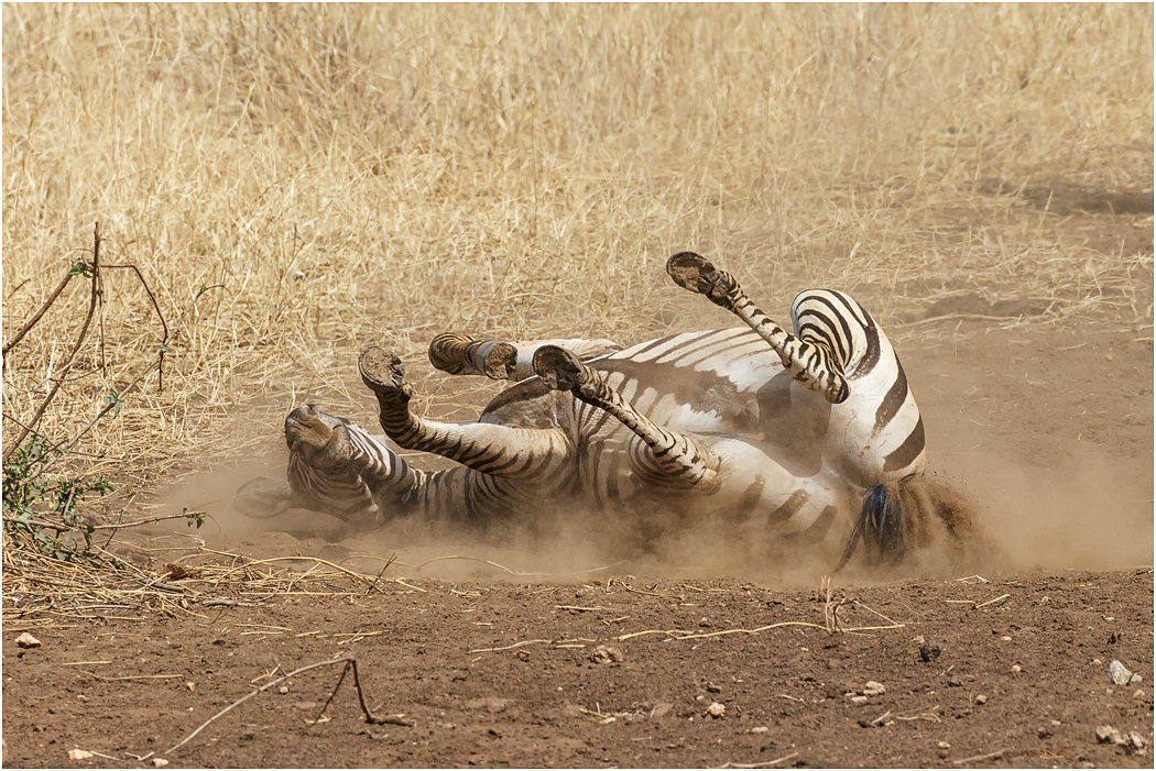 Zebra dust bathing - Tarangire, Tanzania
