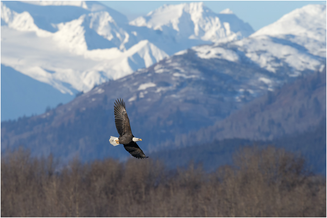 Bald Eagle in flight, Chilkat River, Alaska