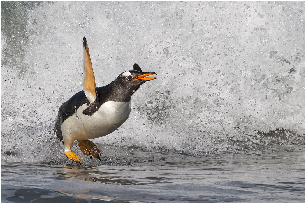 Gentoo Penguin & crashing wave