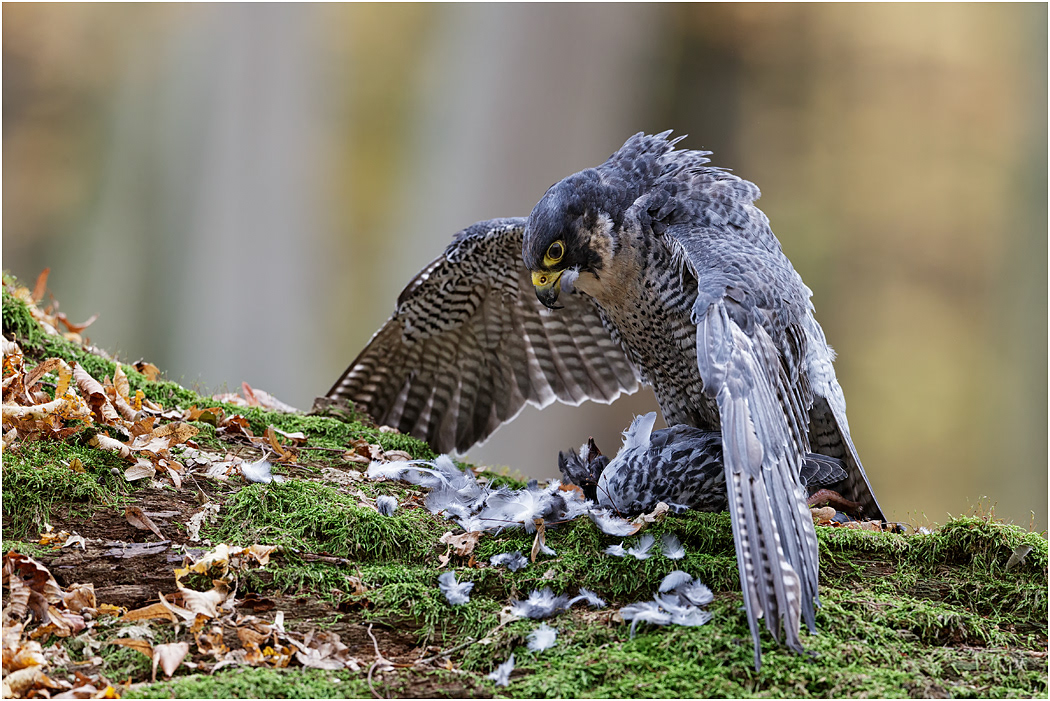 Peregrine Falcon on kill