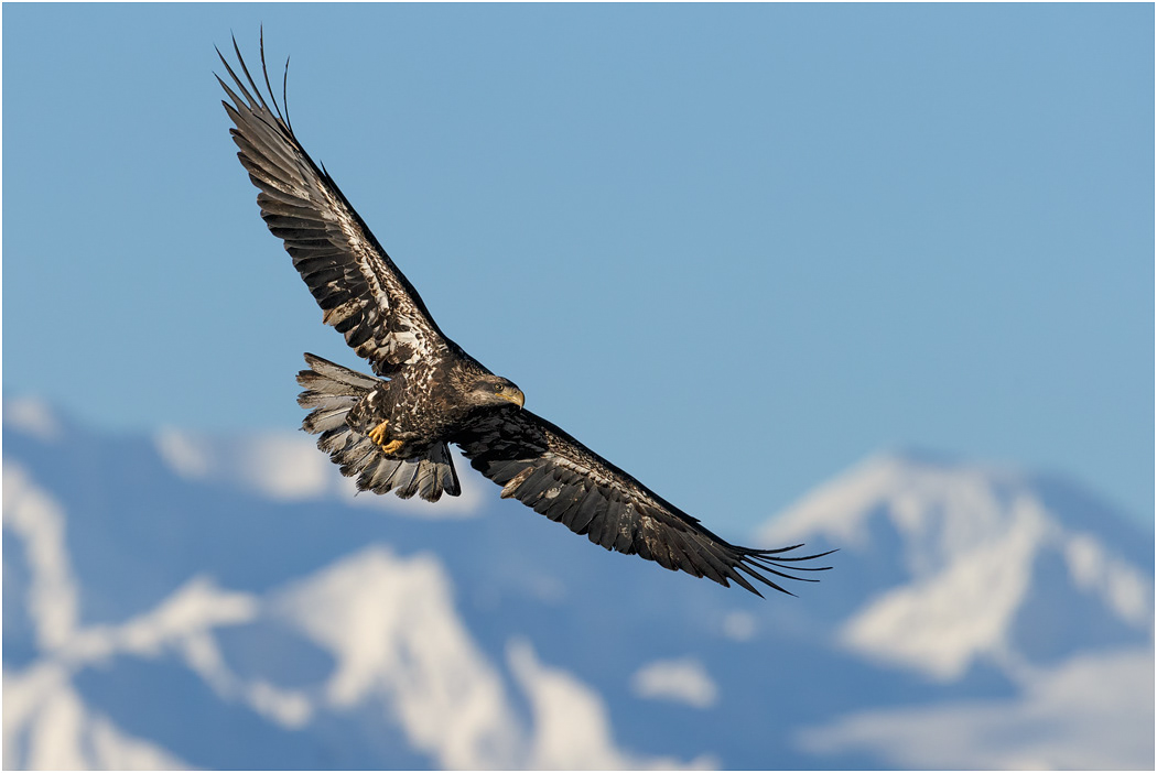 Immature Bald Eagle in flight, Chilkat River, Alaska