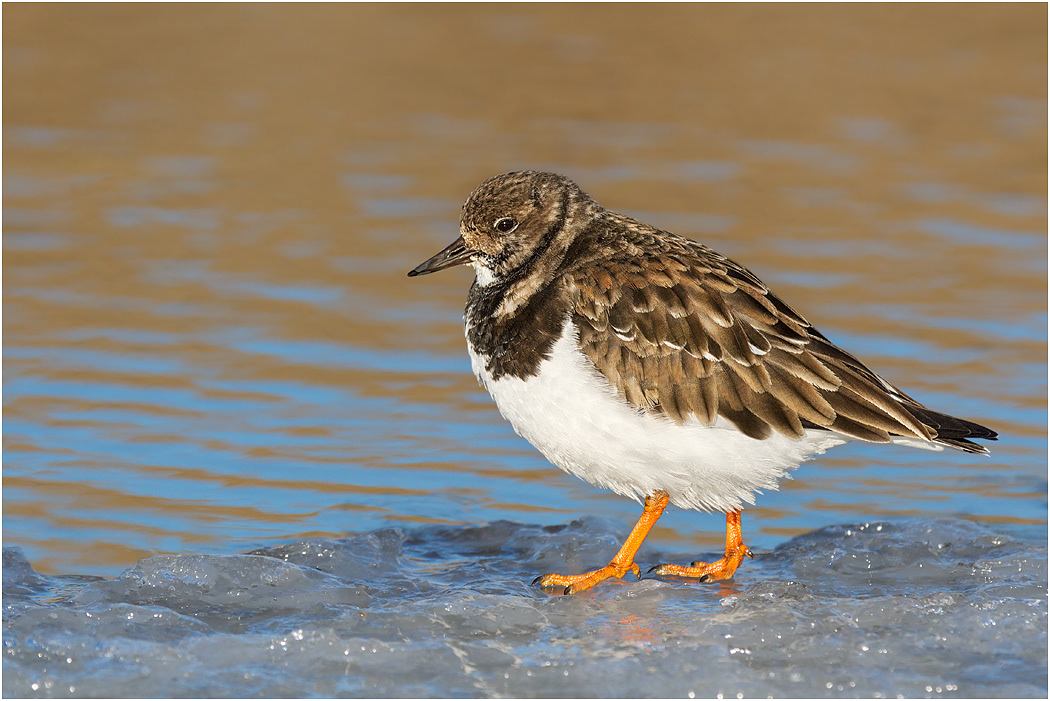 Turnstone, Winter Plumage, Norfolk