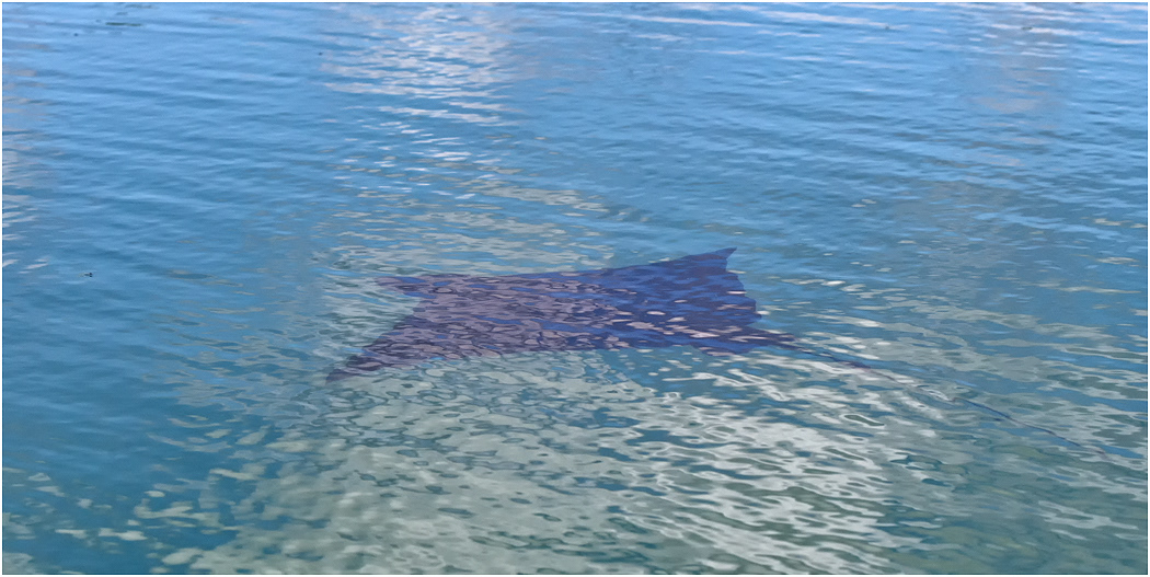 Ray, Galapagos Islands