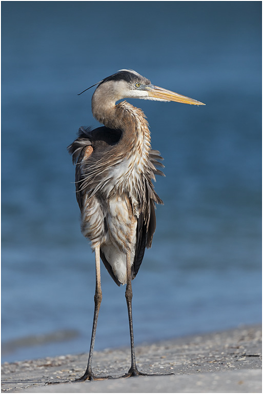 Great Blue Heron, Florida, USA