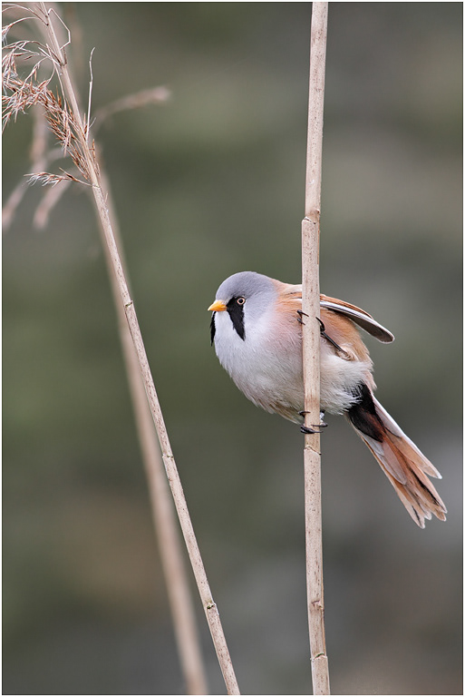 Bearded Reedling ( orTit), male, Norfolk