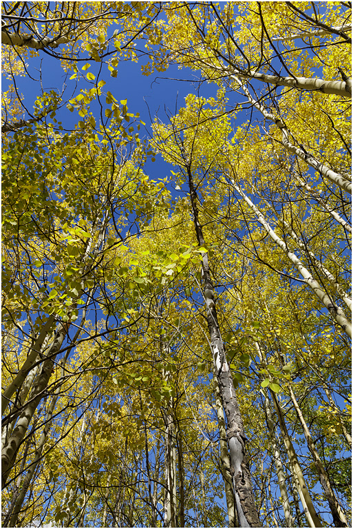 Aspen stand, Jasper