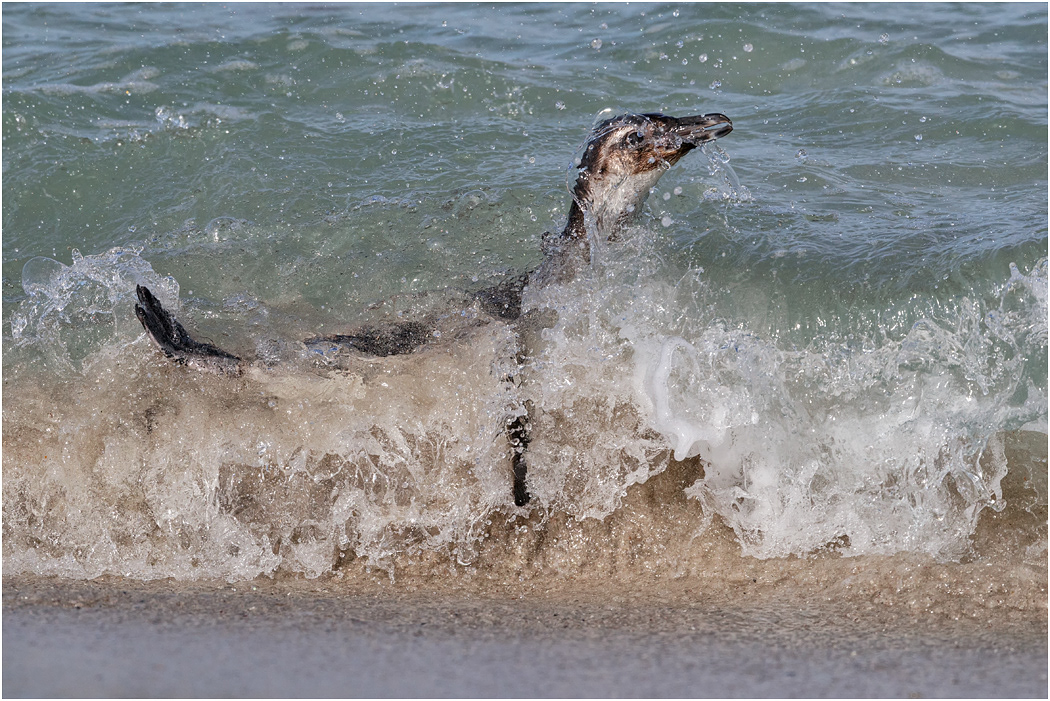 Young Magellanic Penguin comes ashore