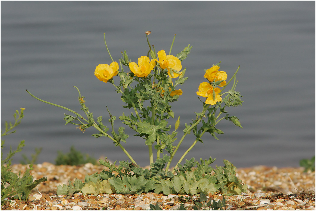 Yellow Horned-poppy