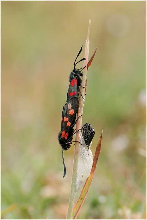 Six-spot Burnet Moths paired