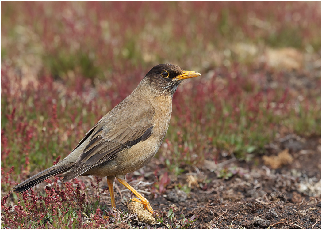 Austral or Falklands Thrush