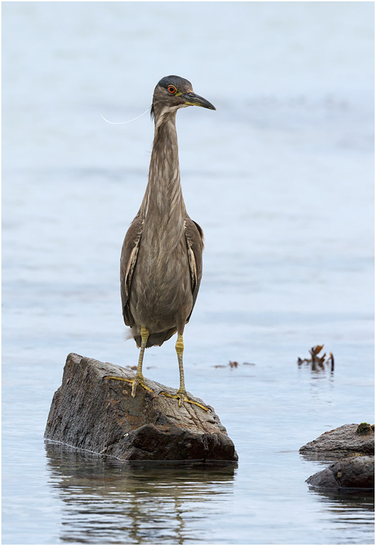 Black-crowned Night Heron