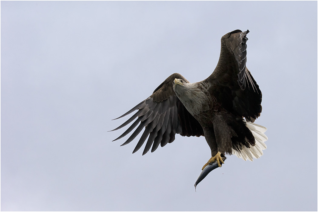 White-tailed Eagle with catch, Norway