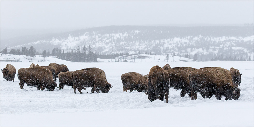 Bison feeding, Yellowstone NP, USA