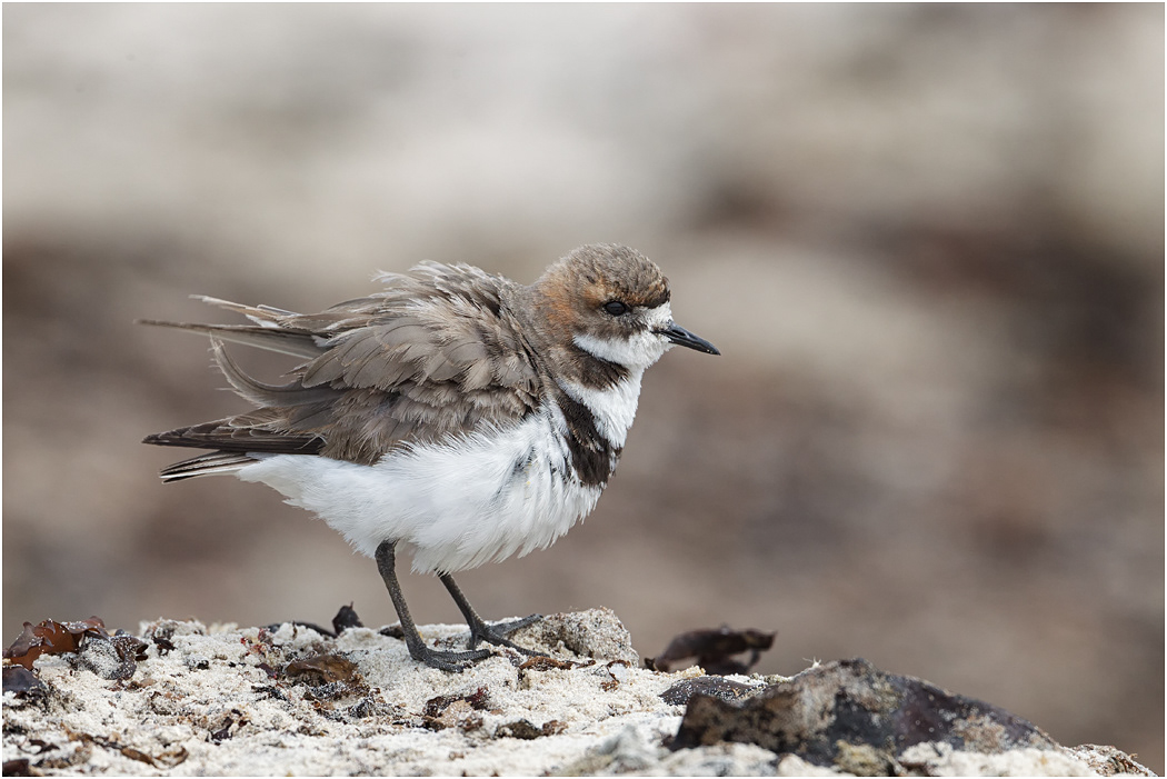 Two-banded Plover