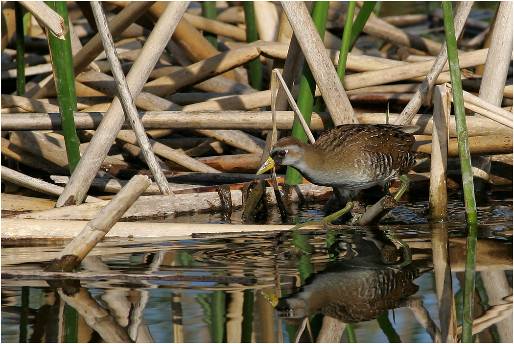 Sora Crake, Florida, USA