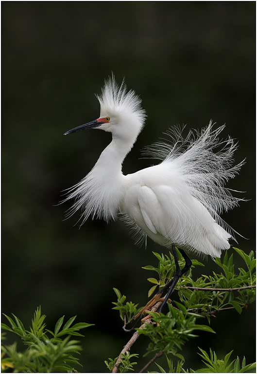 Snowy Egret displaying, Florida, USA