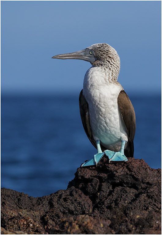 Blue-footed Booby, Galapagos Islands