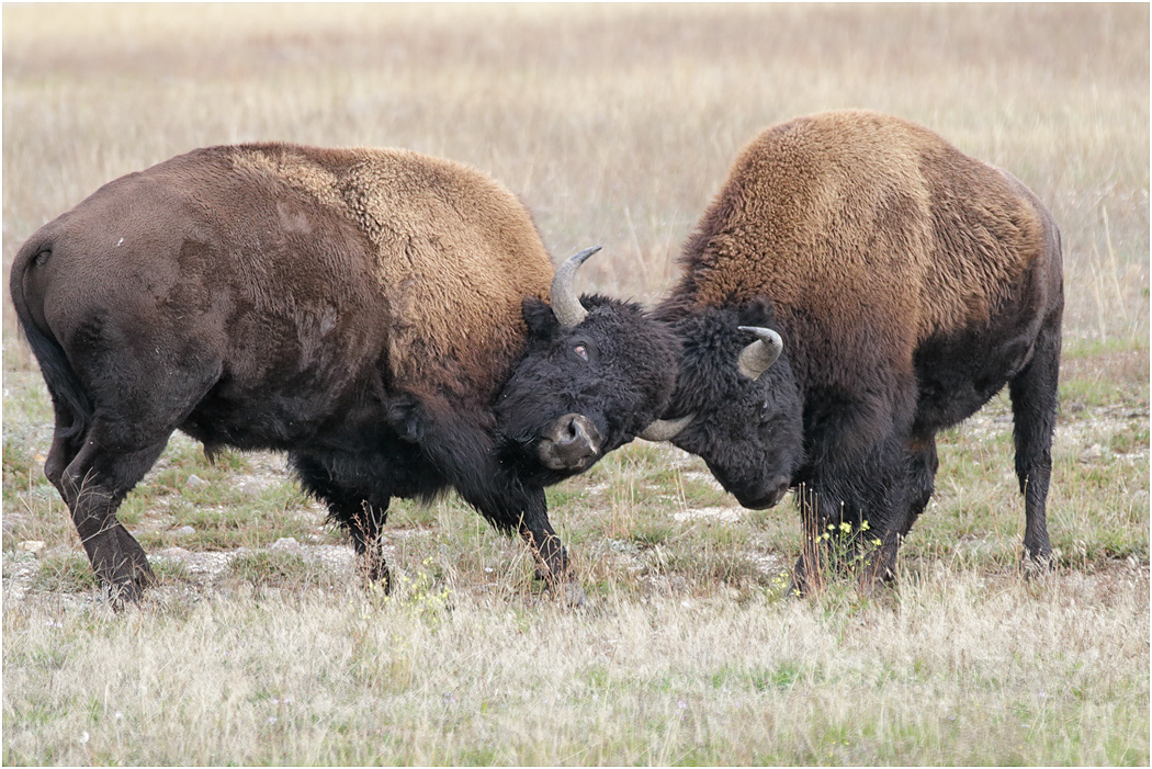 Young Bison Bulls sparring, Yellowstone NP, Wyoming, USA