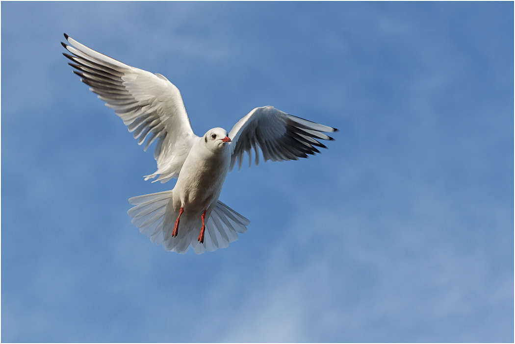 Black-headed Gull in flight - winter plumage