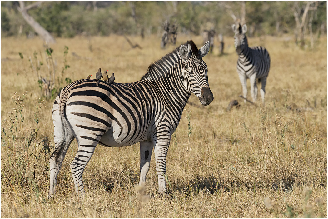 Plains Zebra - Botswana