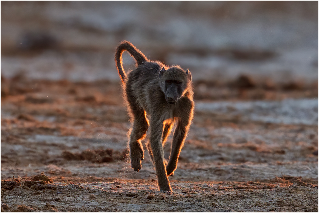 Chacma Baboon running - Chobe NP, Botswana