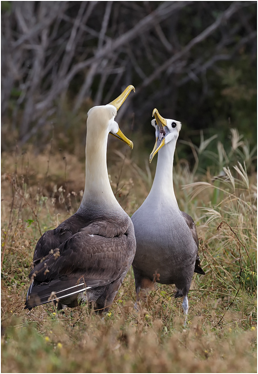Waved Albatross courtship, Española, Galapagos Islands
