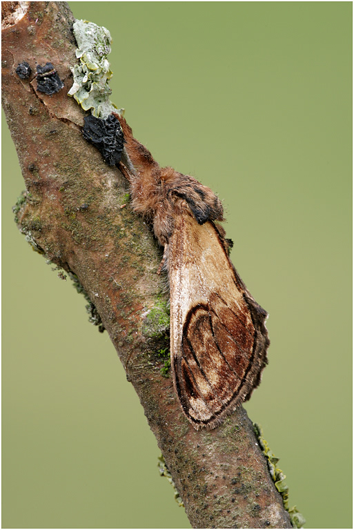 Pebble Prominent