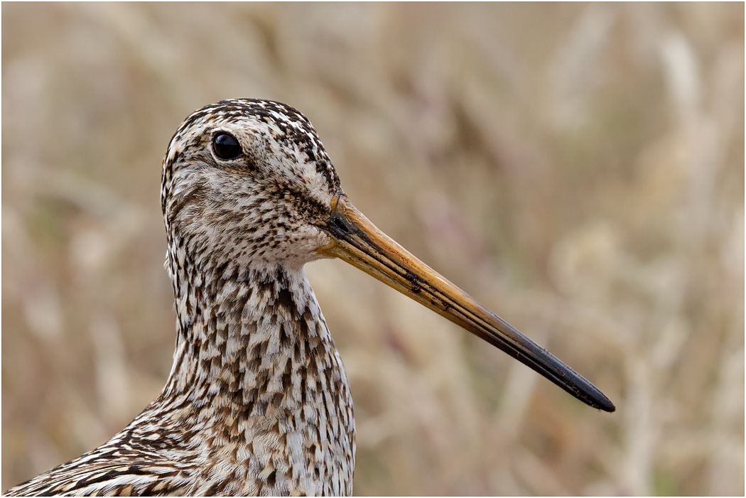 South American Snipe
