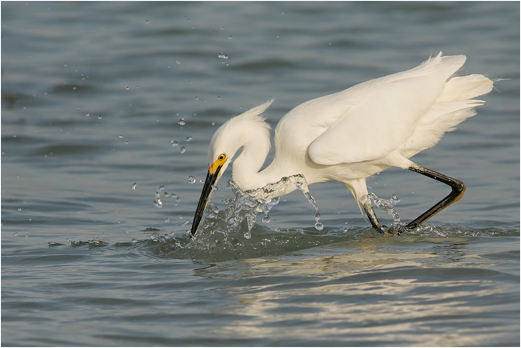 Snowy Egret fishing, Florida, USA