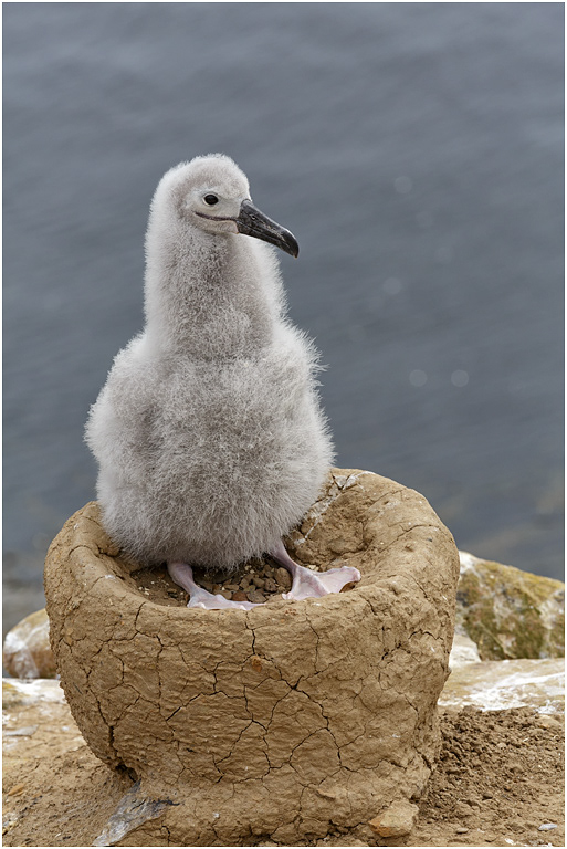 Black-browed Albatross chick