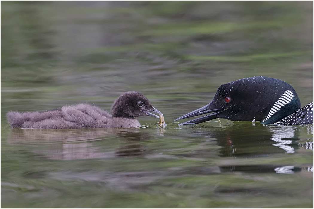Common Loon feeding chick, B.C., Canada