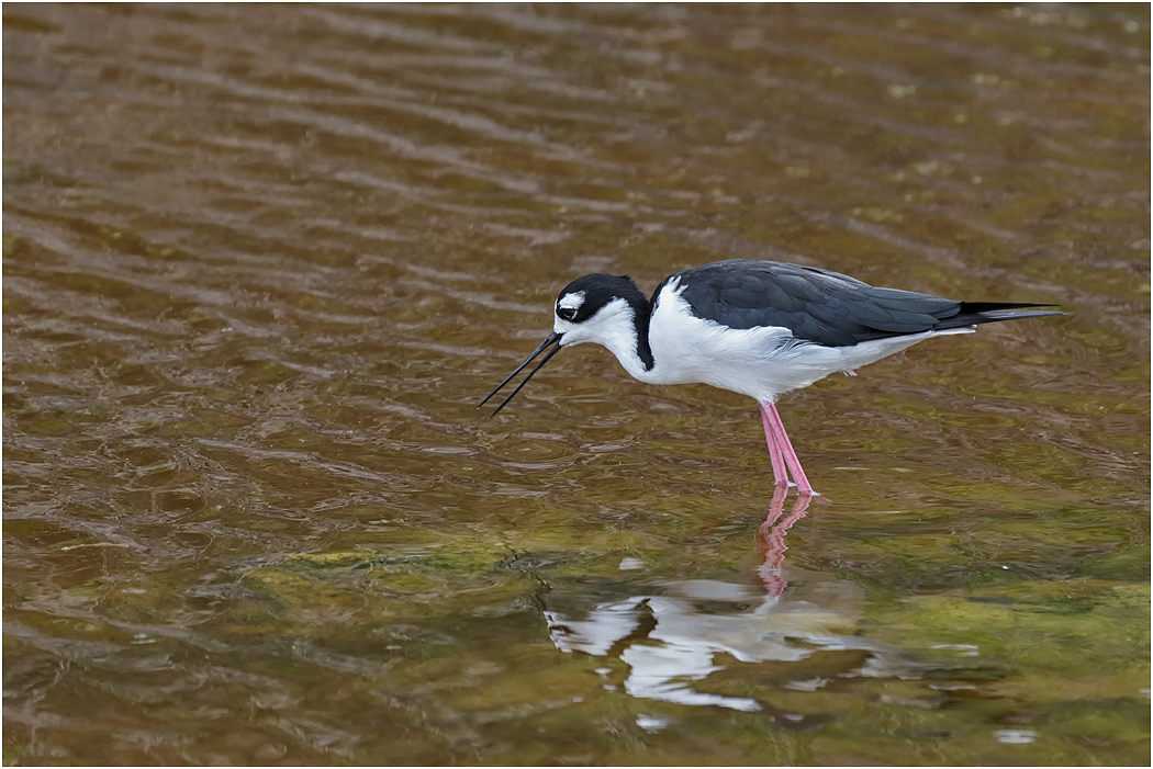 Black-necked Stilt, Galapagos Islands