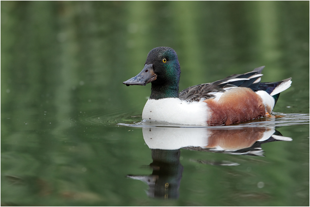 Northern Shoveler, Drake