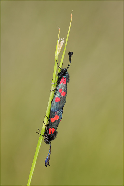 Five-spot Burnet Moths paired