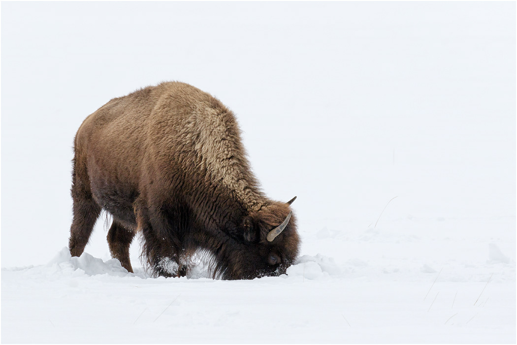Bison looking for food, Yellowstone NP, USA