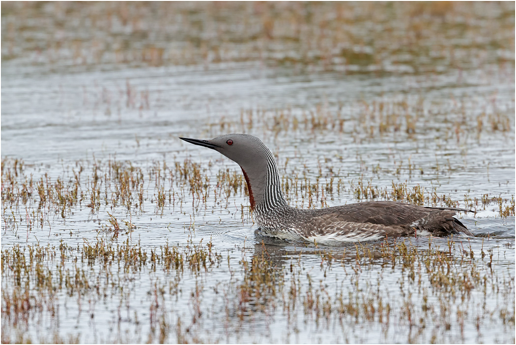 Red-throated Diver