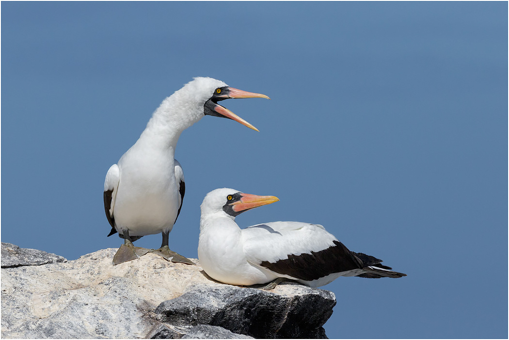 Nazca Booby pair, Galapagos Islands
