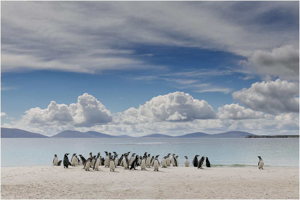 Magellanic Penguins gather on the beach