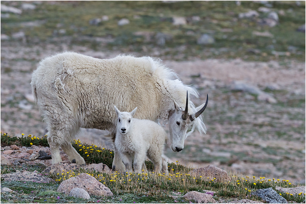 Mountain Goat Mother & infant, Colorado, USA