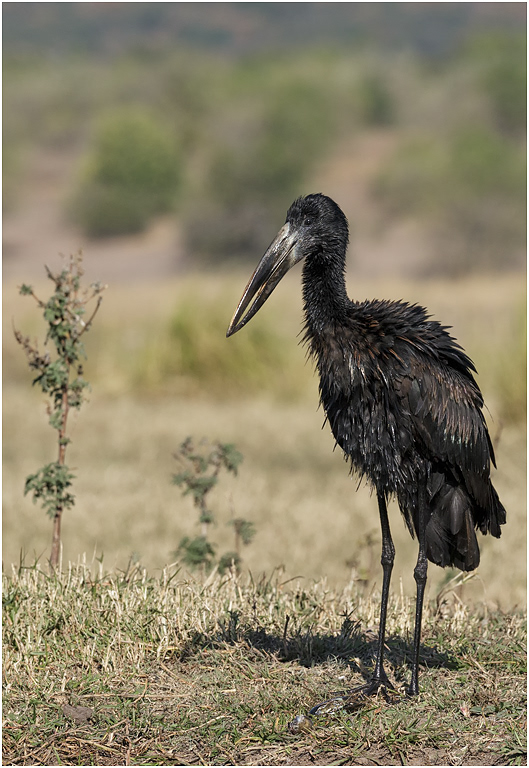 African Openbill, Botswana
