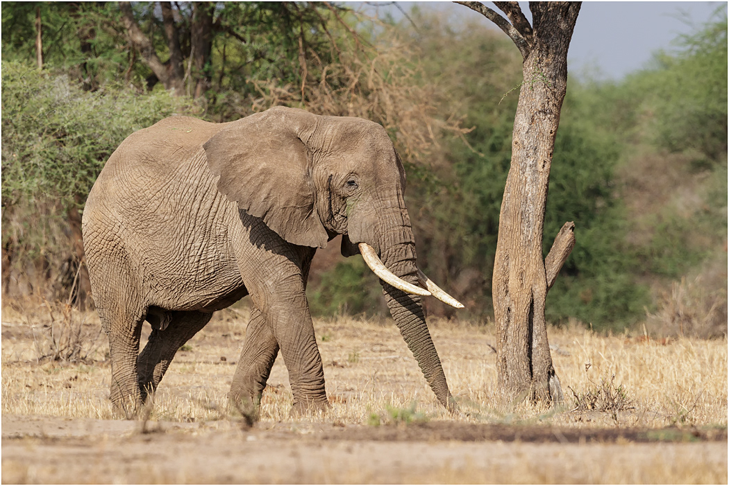 Bull Elephant - Tarangire, Tanzania