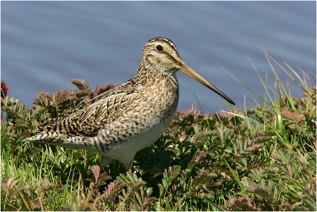 South American Snipe