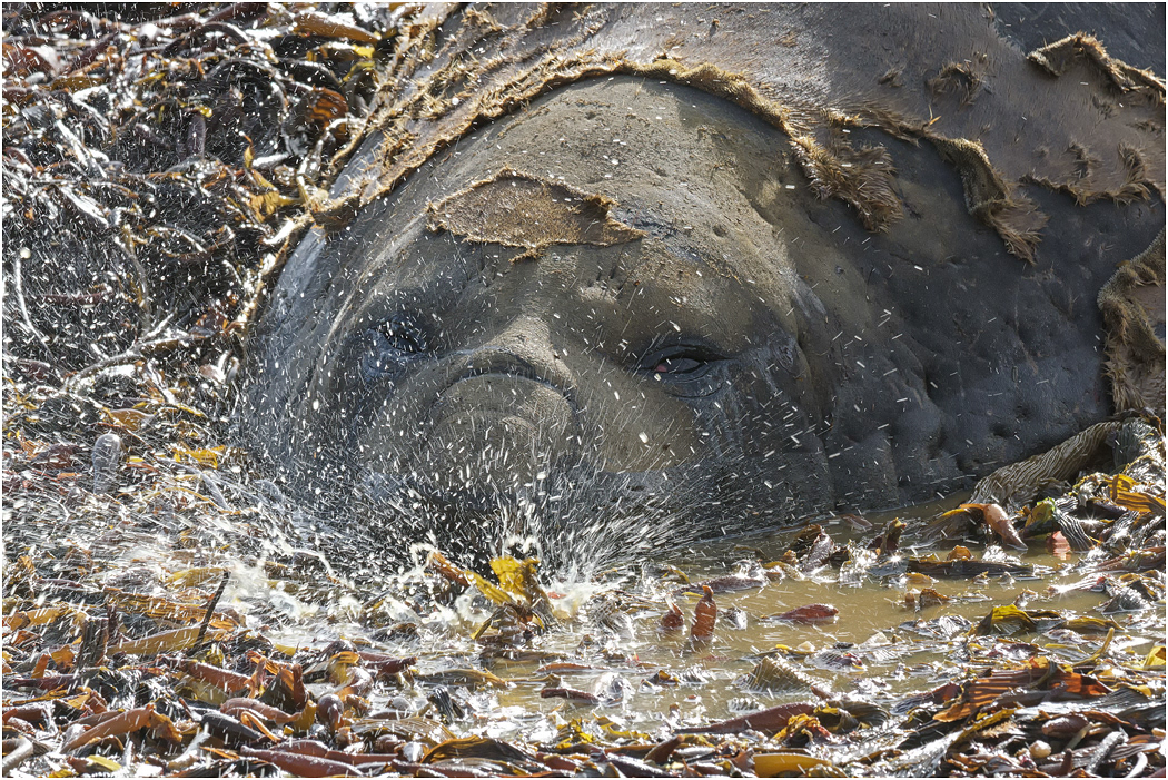 Southern Elephant Seal bull cooling off