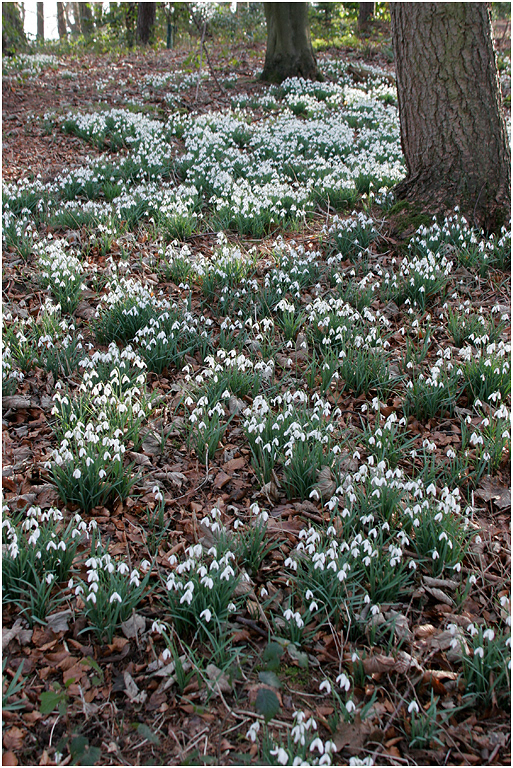 Snowdrops