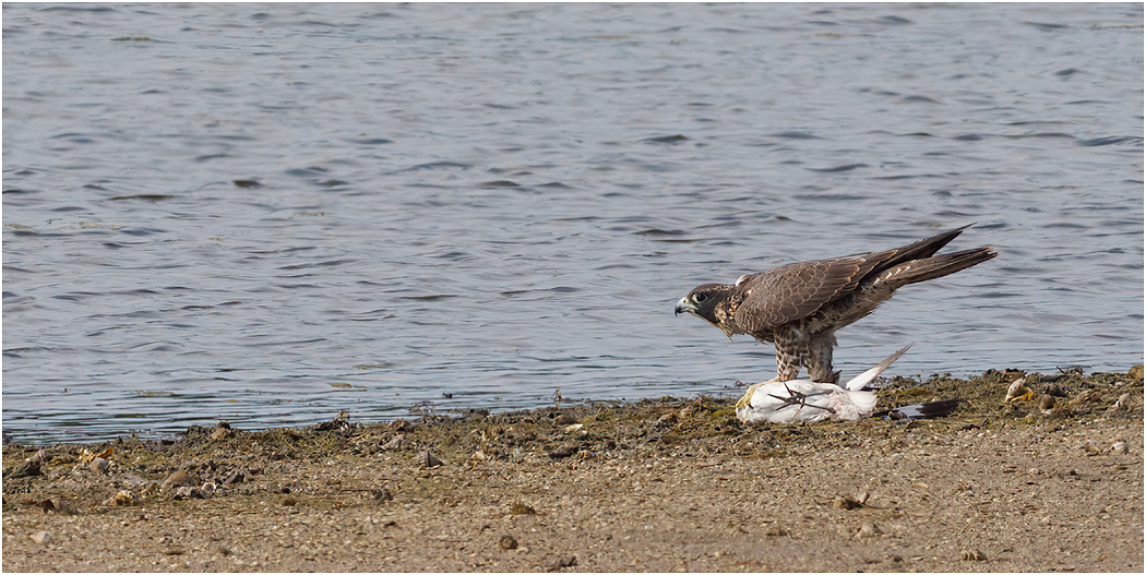 Peregrine Falcon with prey (Willet), Florida, USA