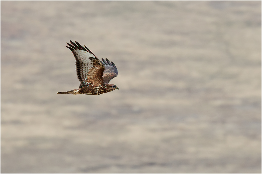 African Marsh Harrier - Ngorongoro, Tanzania