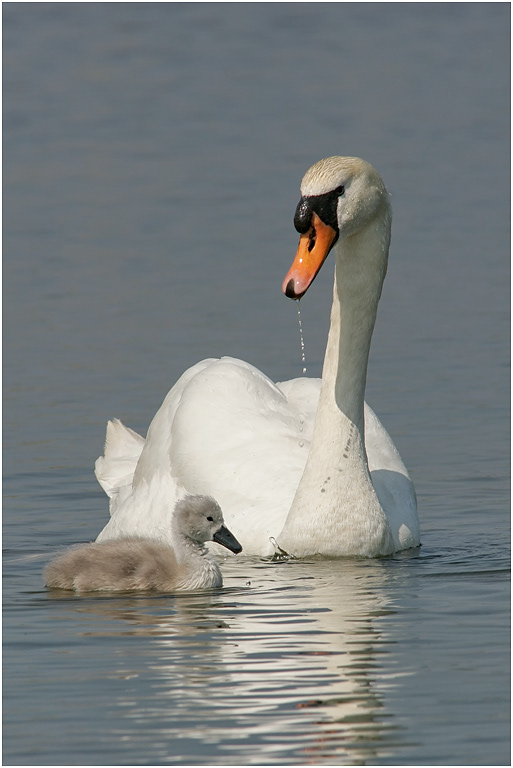 Mute Swan with Cygnet
