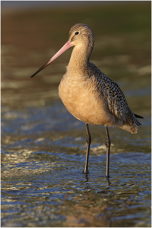 Marbled Godwit, California, USA