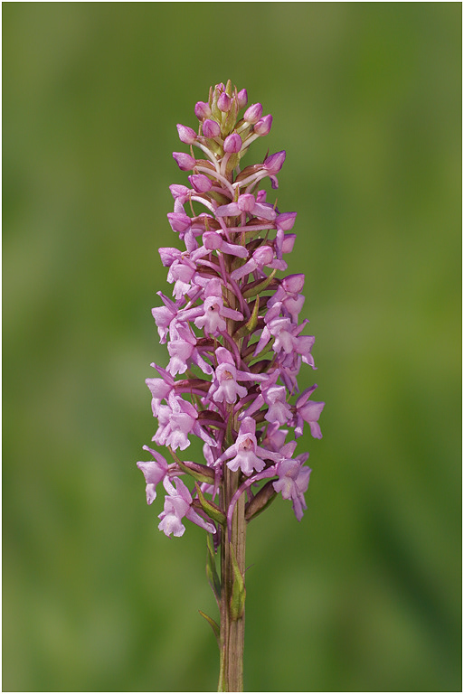 Fragrant Orchid