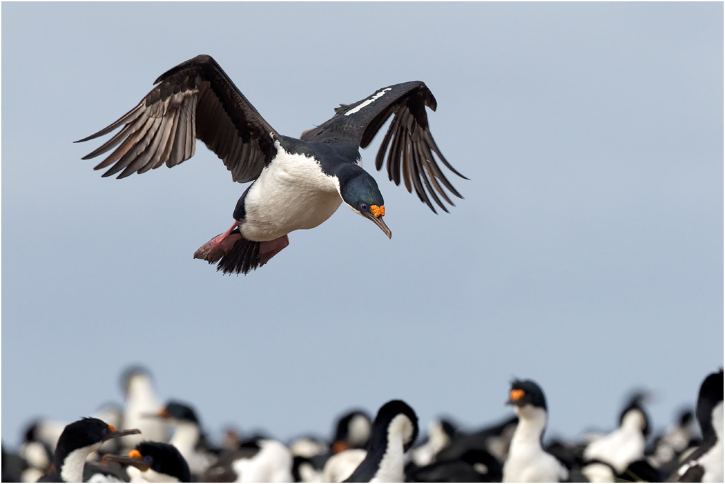 King Cormorant